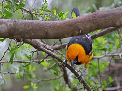 Altamira Oriole 2024-03-01