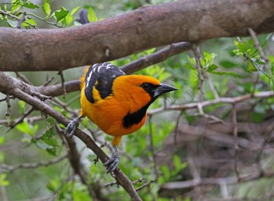 Altamira Oriole 2024-03-01