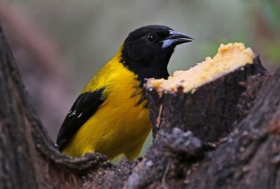 Audubon's Oriole 2024-03-01