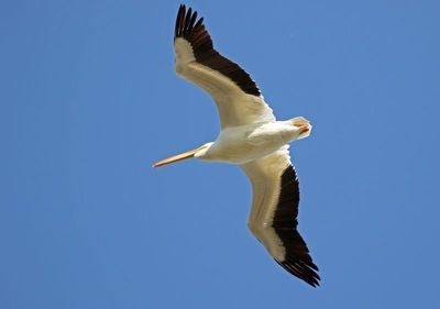 American White Pelican 2024-03-01
