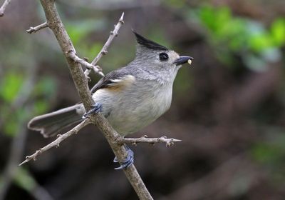 Black-crested Titmouse 2024-03-01