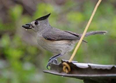 Black-crested Titmouse 2024-03-01