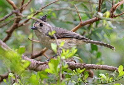 Black-crested Titmouse 2024-03-01