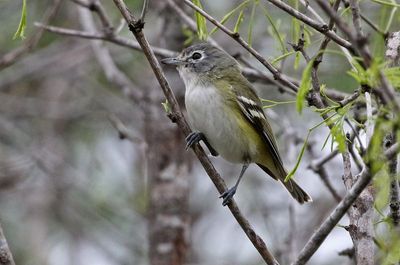 Blue-headed Vireo 2024-03-01