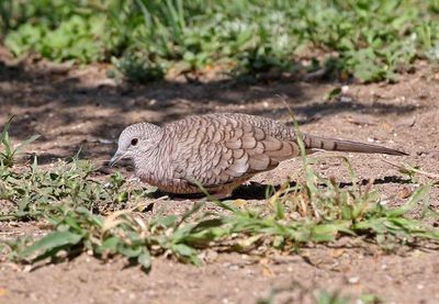 Inca Dove 2024-03-01