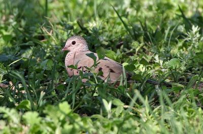 Common Ground Dove 2024-03-01