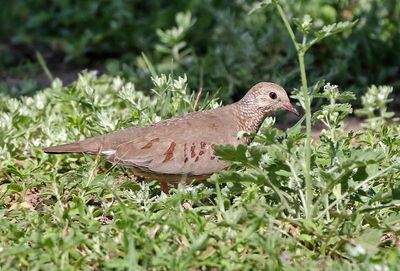 Common Ground Dove 2024-03-01