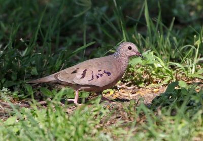 Common Ground Dove 2024-03-01