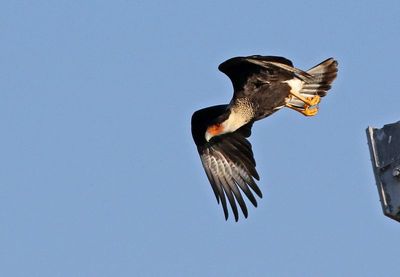 Crested Caracara 2024-03-01