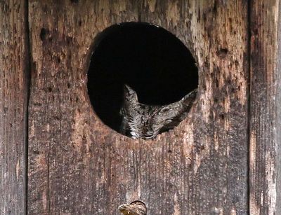 Eastern Screech-Owl 'McCall's' 2024-03-01
