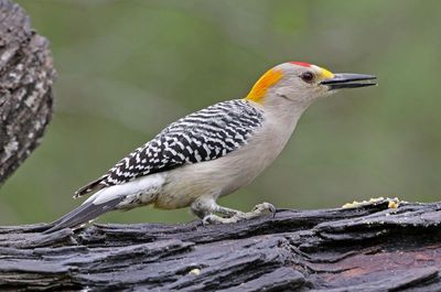 Golden-fronted Woodpecker 2024-03-01