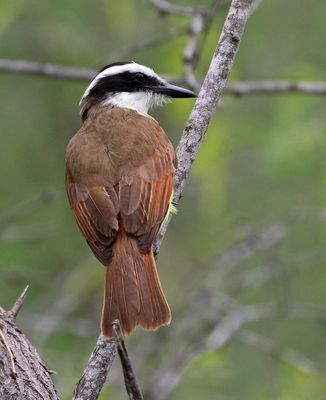 Great Kiskadee 2024-03-01