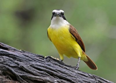 Great Kiskadee 2024-03-01