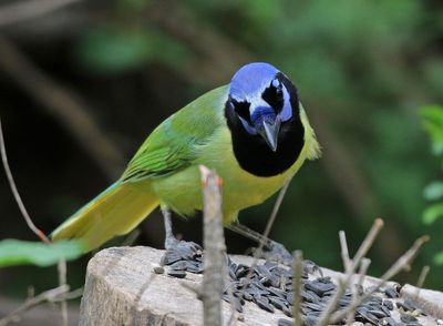 Green Jay 2024-03-01