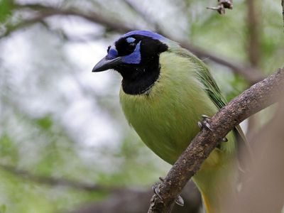 Green Jay 2024-03-01