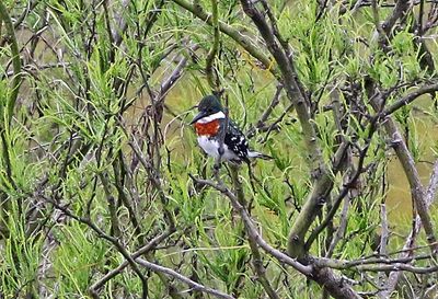 Green Kingfisher 2024-03-01