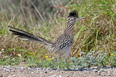 Greater Roadrunner 2024-03-01