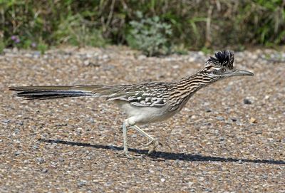 Greater Roadrunner 2024-03-01
