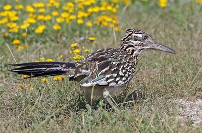 Greater Roadrunner 2024-03-01