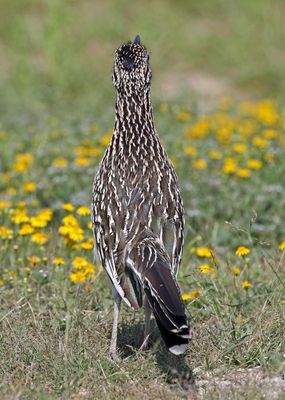 Greater Roadrunner 2024-03-01