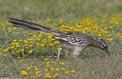Greater Roadrunner 2024-03-01