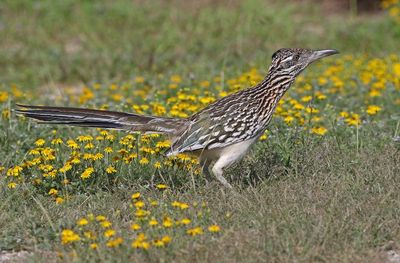 Greater Roadrunner 2024-03-01