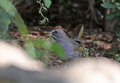 Green-tailed Towhee 2024-03-01