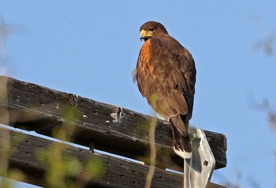 Harris's Hawk 2024-03-01