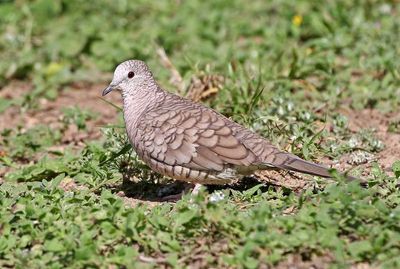 Inca Dove 2024-03-01