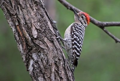 Ladder-backed Woodpecker 2024-03-01