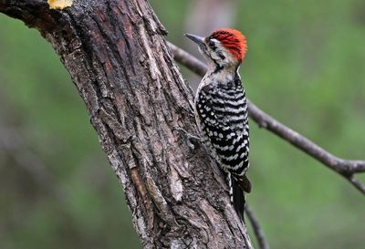 Ladder-backed Woodpecker 2024-03-01
