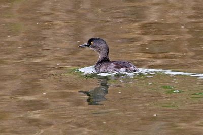 Least Grebe 2024-03-01