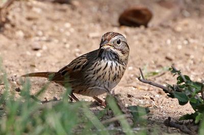 Lincoln's Sparrow 2024-03-01