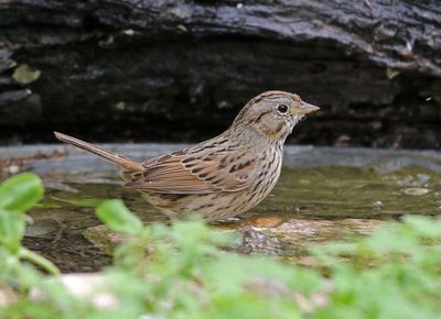Lincoln's Sparrow 2024-03-01