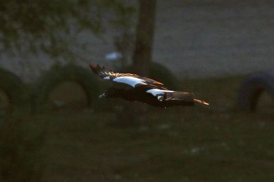 Muscovy Duck 2024-03-01