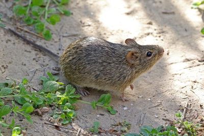 Hispid Cotton Rat 2024-03-01