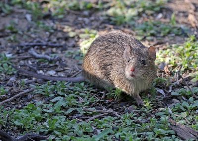 Hispid Cotton Rat 2024-03-01