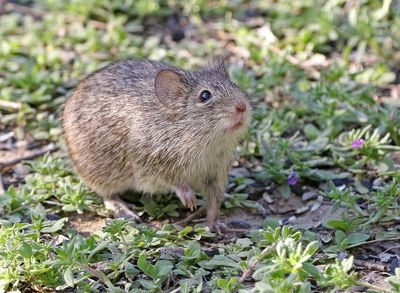 Hispid Cotton Rat 2024-03-01