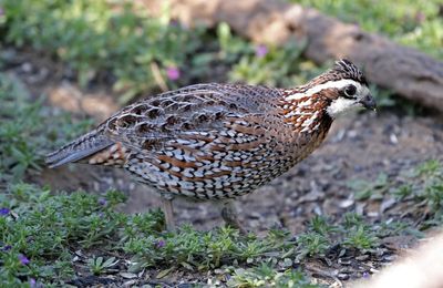Northern Bobwhite 2024-03-01