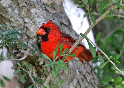 Northern Cardinal 2024-03-01