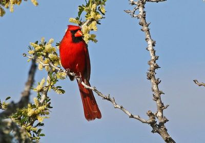 Northern Cardinal 2024-03-01