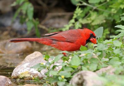 Northern Cardinal 2024-03-01
