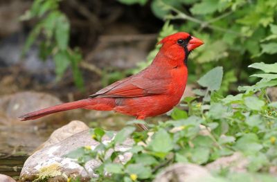 Northern Cardinal 2024-03-01