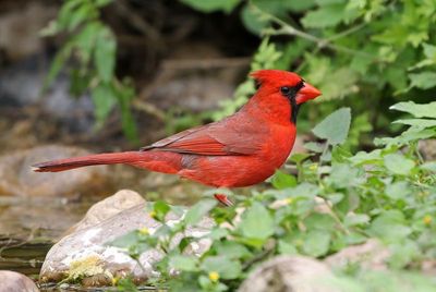 Northern Cardinal 2024-03-01