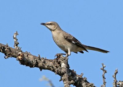Northern Mockingbird 2024-03-01