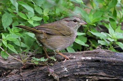 Olive Sparrow 2024-03-01