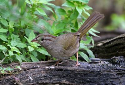 Olive Sparrow 2024-03-01