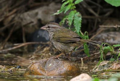 Olive Sparrow 2024-03-01