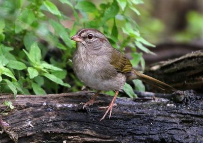 Olive Sparrow 2024-03-01