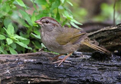 Olive Sparrow 2024-03-01